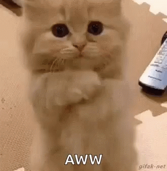 Kitten Love GIF - Kitten Love Cat GIFs