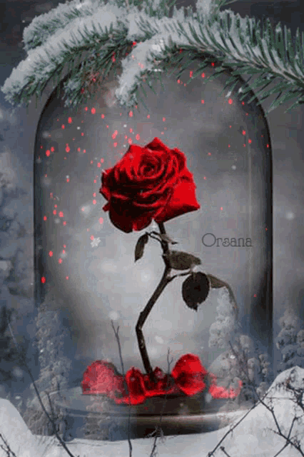 a red rose in a glass dome with the name orasana written on the bottom