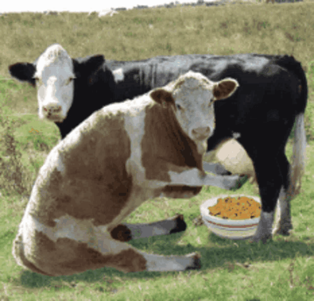 two cows eating corn in a field with a bowl of corn on the ground