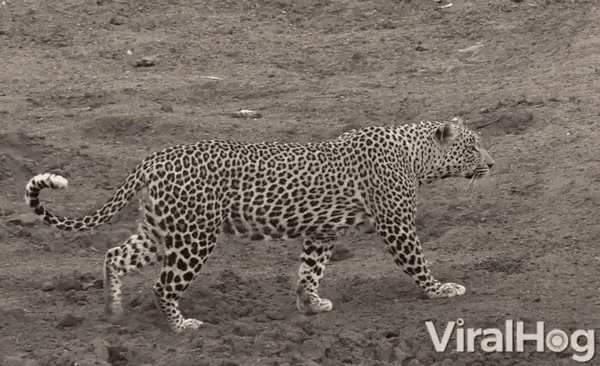 Cheetah Hunting GIF - Cheetah Hunting Alert GIFs