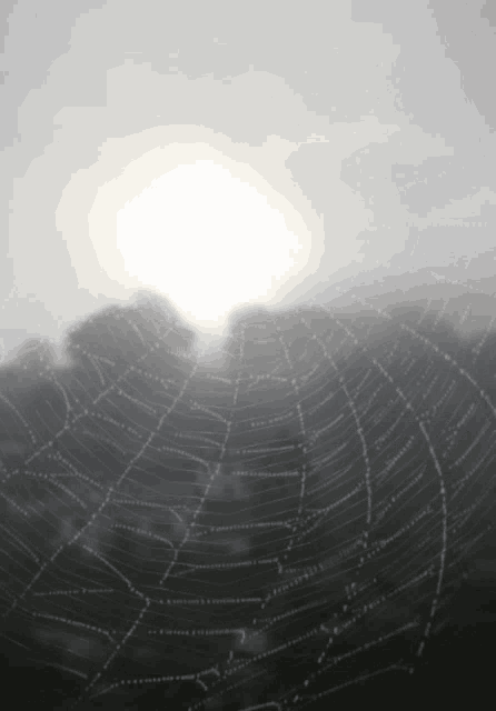 a spider web with the sun shining through the fog