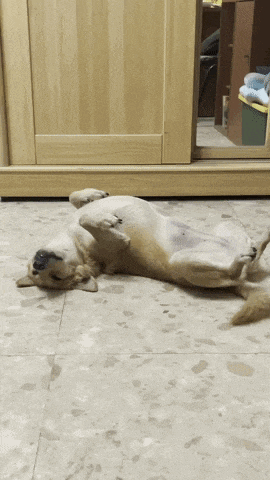 娜娜 娜娜小姐 GIF