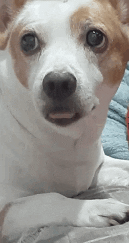 a close up of a brown and white dog laying on a bed .