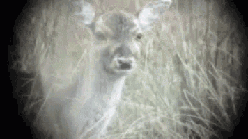 a deer is standing in a field of tall grass looking at the camera .