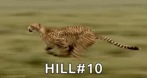 Fast Animal GIF - Fast Animal Cheetah GIFs