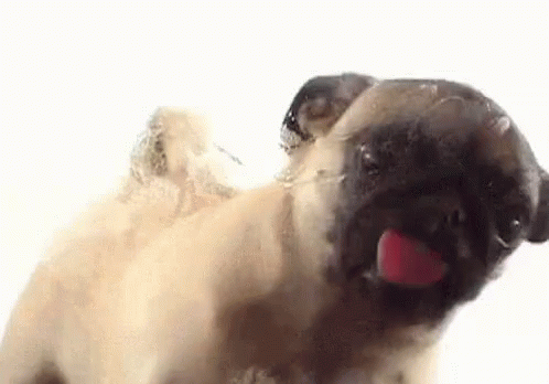 Dog Pug GIF - Dog Pug Lick GIFs