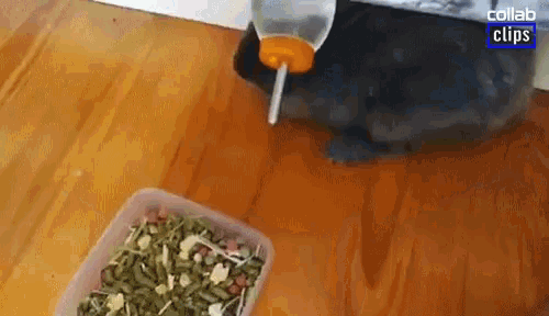 a rabbit is drinking water from a bottle next to a bowl of food .