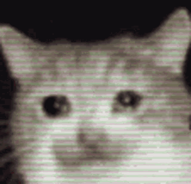 Glitch Sad GIF - Glitch Sad Cat GIFs