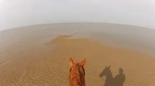 Beach GIF - Horse Horses Equine GIFs