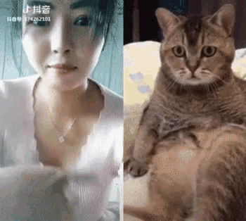 Cats Chatting GIF - Cats Chatting Funny GIFs