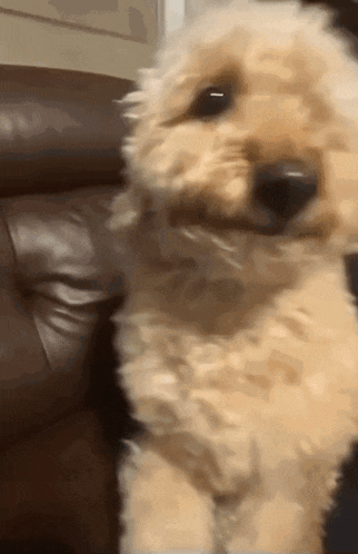 a small brown dog is sitting on a brown leather couch looking at the camera .
