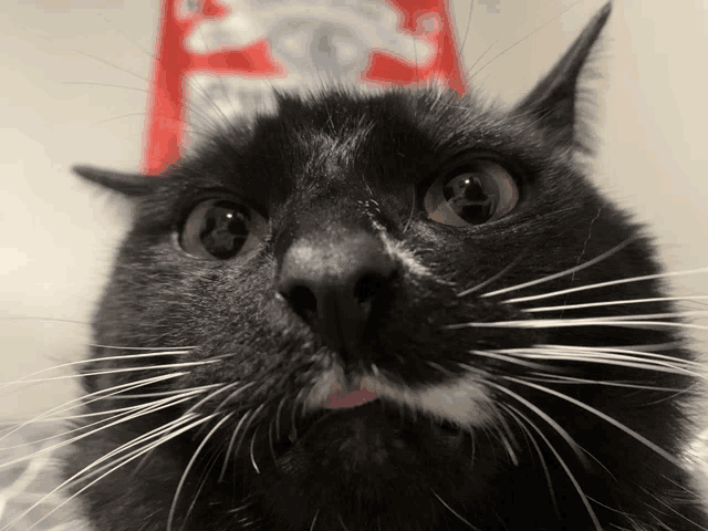 a close up of a black cat looking at the camera with a red bag of cat food in the background