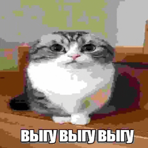 a scottish fold cat is sitting on a wooden shelf with a caption in russian .