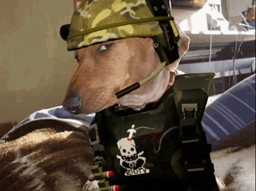 a dog wearing a helmet and a vest that says breed