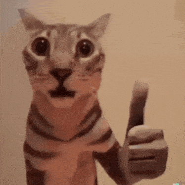 a cat is giving a thumbs up and the word oek is visible behind it