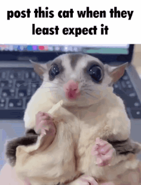 a picture of a sugar glider with a caption that says post this cat when they least expect it
