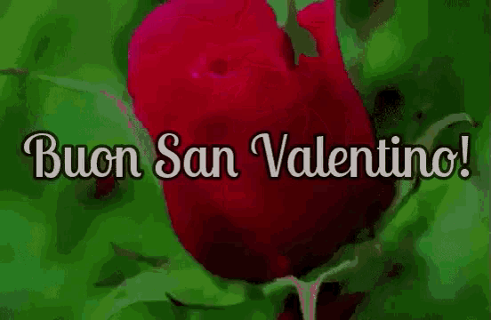 a close up of a red rose with the words buon san valentino