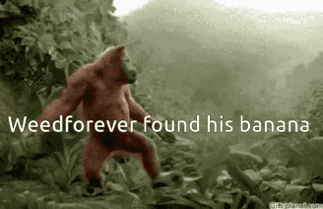 a picture of a gorilla with the words " weed forever found his banana " below it