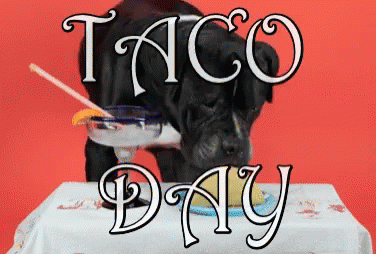Taco Day Funny GIF - Taco Day Funny Dogs GIFs