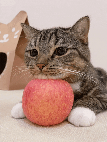 a cat is laying down with an apple in its mouth