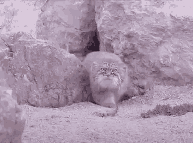 a cat is standing in a hole in a rocky area .