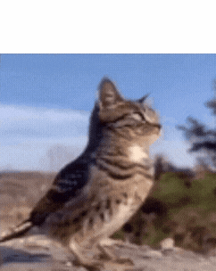 a cat standing next to a bird with a blue sky behind it