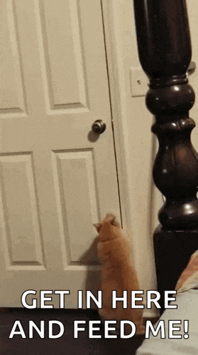 a cat standing in front of a door with the words get in here and feed me