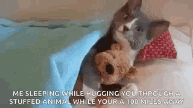 a kitten is sleeping while hugging a stuffed animal while your a 100 miles away .