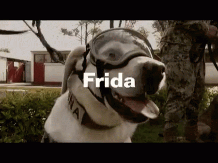 Frida GIF - Frida GIFs