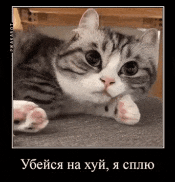 a gray and white cat is laying down on a couch with a caption in russian .