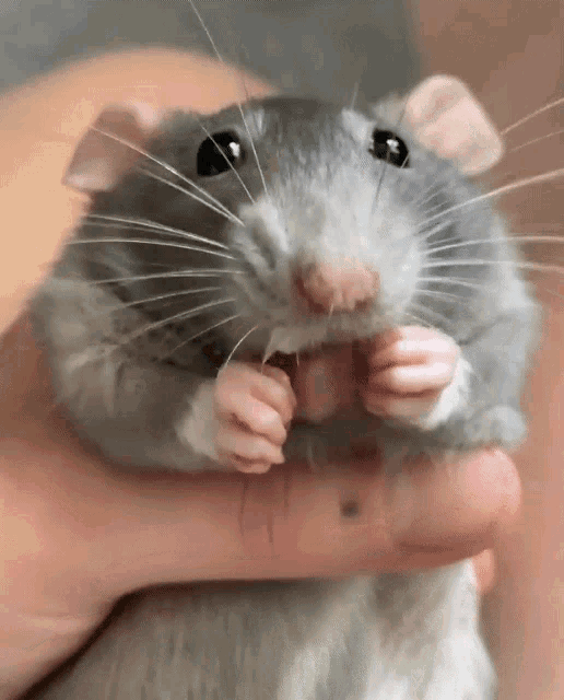 Mouse Fome GIF - Mouse Fome Food GIFs