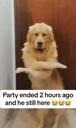 Party GIF - Party GIFs