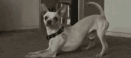 a small dog is crawling on the floor in front of a bookcase .