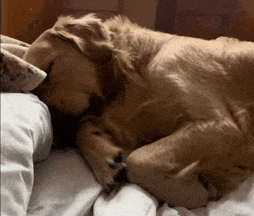 a dog laying on a bed with a pillow