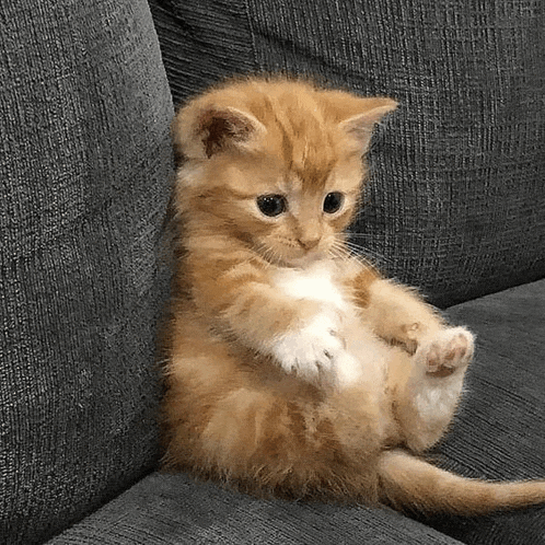 an orange and white kitten is sitting on a couch