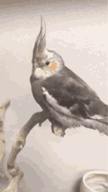 Fluffy Bird GIF - Fluffy Bird Cockatiel GIFs