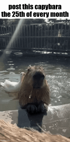 a picture of a capybara and a duck in a pond with the caption post this capybara the 25th of every month