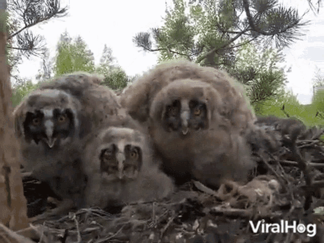 Owl Nest GIF - Owl Nest Tweet GIFs