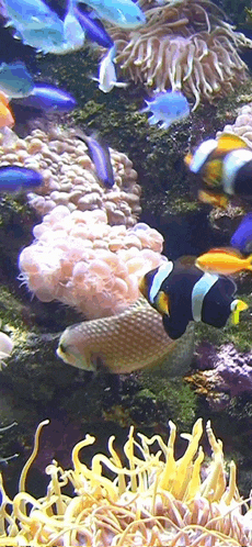 a coral reef filled with lots of fish and anemones