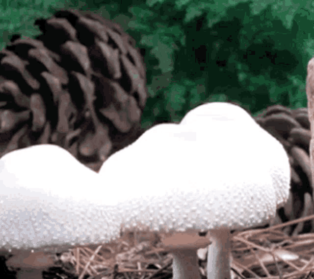 Mushrooms Time Lapse GIF