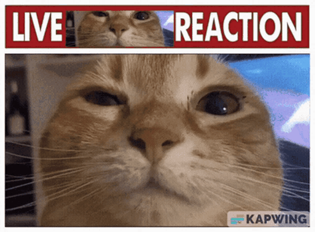 Cat Stare GIF - Cat Stare Live Reaction GIFs