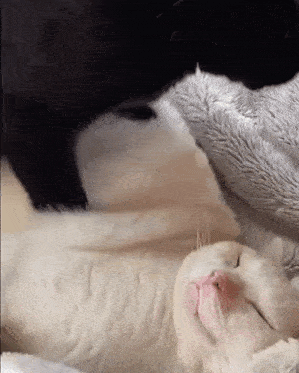 a black and white cat is laying on its back next to a white cat .