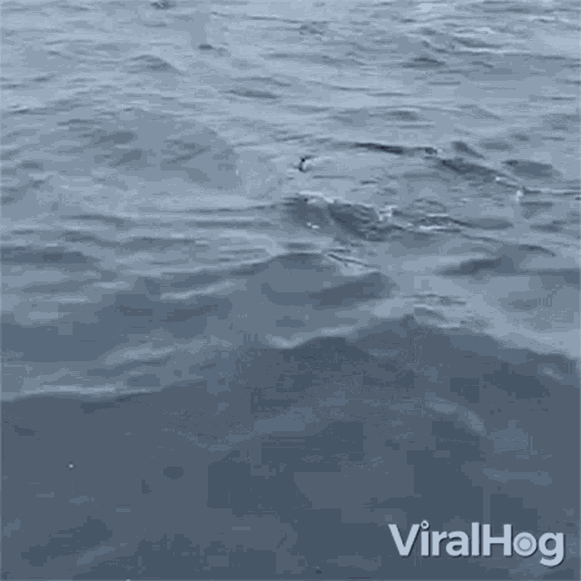 Whale Saying Hi Viralhog GIF - Whale Saying Hi Viralhog Whale Surfacing GIFs