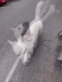 a white dog is standing on a sidewalk with its mouth open and looking at the camera .