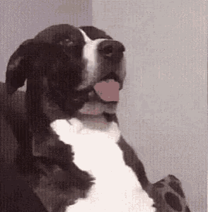 What Huh GIF - What Huh Dogs GIFs
