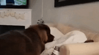 a dog is laying on a couch in a living room watching a television .