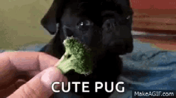 a pug puppy is being fed broccoli by a person