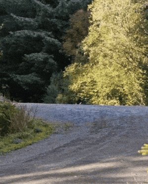 a dirt road going through a forest with trees in the background