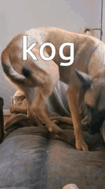 a dog laying on a couch with the word kog written above it
