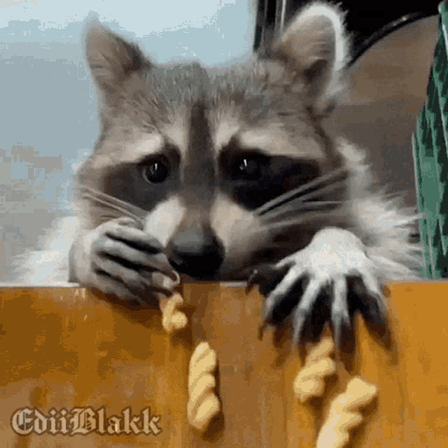 Raton Raccoon GIF - Raton Raccoon GIFs
